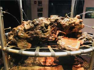 Les restes de squelette d'un pirate des Carabes, dans l'page du Whydah