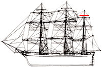 Cacatois de perruche