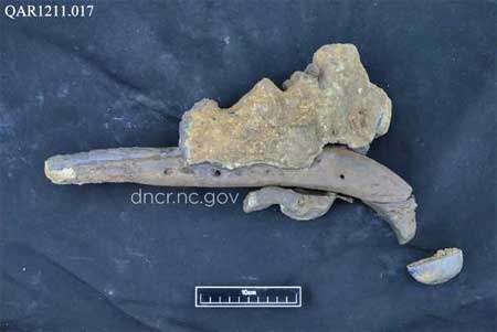 Pommeau d'un pistolet datant probablement de 1690-1710 - Queen Anne's Revenge - Barbe Noire